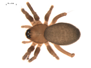  ( - 09PROBE-578)  @12 [ ] CreativeCommons - Attribution (2009) Gergin Blagoev Centre for Biodiversity Genomics