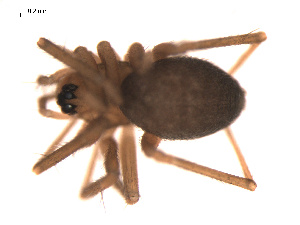  ( - 09PROBE-579)  @12 [ ] CreativeCommons - Attribution (2009) Gergin Blagoev Centre for Biodiversity Genomics