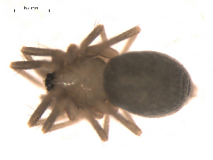  ( - 09PROBE-628)  @12 [ ] CreativeCommons - Attribution (2009) Gergin Blagoev Centre for Biodiversity Genomics