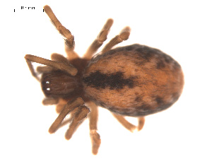  ( - 09PROBE-828)  @12 [ ] CreativeCommons - Attribution (2009) Gergin Blagoev Centre for Biodiversity Genomics