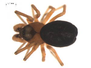  ( - 09PROBE-839)  @12 [ ] CreativeCommons - Attribution (2009) Gergin Blagoev Centre for Biodiversity Genomics