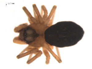  ( - 09PROBE-840)  @12 [ ] CreativeCommons - Attribution (2009) Gergin Blagoev Centre for Biodiversity Genomics