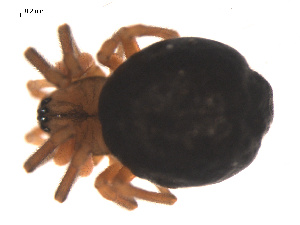  ( - 09PROBE-844)  @12 [ ] CreativeCommons - Attribution (2009) Gergin Blagoev Centre for Biodiversity Genomics