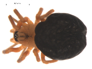  ( - 09PROBE-845)  @12 [ ] CreativeCommons - Attribution (2009) Gergin Blagoev Centre for Biodiversity Genomics