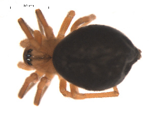  ( - 09PROBE-846)  @12 [ ] CreativeCommons - Attribution (2009) Gergin Blagoev Centre for Biodiversity Genomics