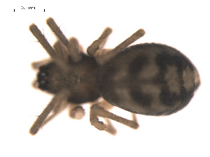  ( - 09PROBE-878)  @12 [ ] CreativeCommons - Attribution (2009) Gergin Blagoev Centre for Biodiversity Genomics