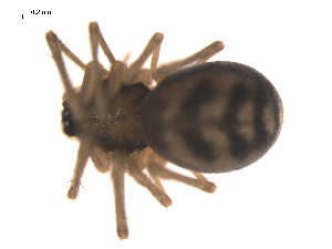  ( - 09PROBE-885)  @12 [ ] CreativeCommons - Attribution (2009) Gergin Blagoev Centre for Biodiversity Genomics