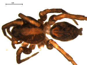  ( - 10BGSPI02-E09)  @12 [ ] CreativeCommons - Attribution (2010) CBG Photography Group Centre for Biodiversity Genomics