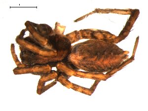  ( - 10BGSPI02-F10)  @12 [ ] CreativeCommons - Attribution (2010) CBG Photography Group Centre for Biodiversity Genomics