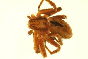  ( - 10BGSPI05-H03)  @12 [ ] CreativeCommons - Attribution (2010) CBG Photography Group Centre for Biodiversity Genomics