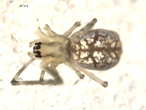  ( - BIOUG00040-D04)  @12 [ ] Copyright  G. Blagoev 2010 Unspecified