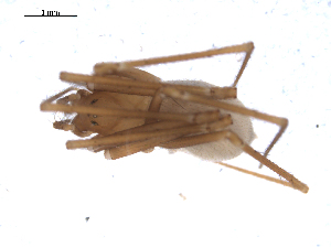  (Troglohyphantes pugnax - BIOUG00040-H10)  @13 [ ] Copyright  G. Blagoev 2010 Unspecified