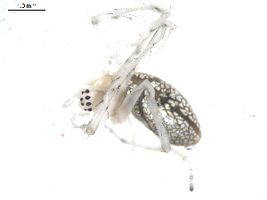  ( - BIOUG00041-H04)  @12 [ ] Copyright  G. Blagoev 2010 Unspecified