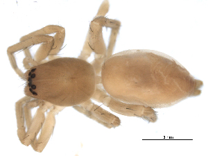  ( - BIOUG00161-C01)  @13 [ ] Copyright  G. Blagoev 2010 Unspecified