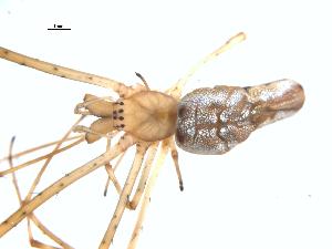  ( - BIOUG00161-H10)  @12 [ ] Copyright  G. Blagoev 2021 Unspecified