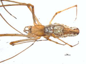  ( - BIOUG00161-H11)  @12 [ ] Copyright  G. Blagoev 2022 Unspecified