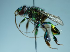  (Euglossa trinotata - RE21-UD-HYM-0110)  @11 [ ] Copyright (2024) Sara Leonhardt Plant-Insect Interactions - Technische Universität München