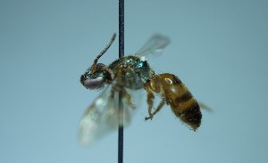  (Megaloptina - RE21-UD-HYM-0130)  @11 [ ] Copyright (2024) Sara Leonhardt Plant-Insect Interactions - Technische Universität München