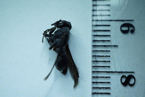  ( - RE21-UD-HYM-0301)  @11 [ ] Copyright (2024) Sara Leonhardt Plant-Insect Interactions - Technische Universität München