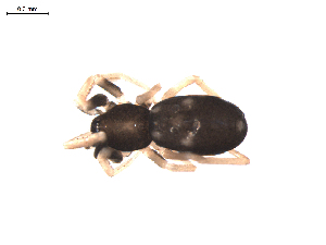  (Platnickina nigropunctata - BIOUG00884-G04)  @12 [ ] Copyright  G. Blagoev 2010 Unspecified