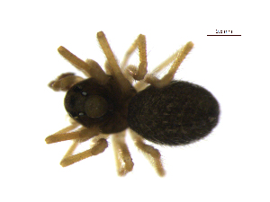  (Lophomma sp. 1MM - BIOUG90618-F01)  @11 [ ] CreativeCommons - Attribution Non-Commercial Share-Alike (2022) Centre for Biodiversity Genomics Centre for Biodiversity Genomics