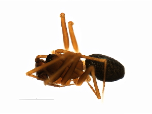  ( - ARACHNO-0102)  @12 [ ] CreativeCommons - Attribution (2009) CBG Photography Group Centre for Biodiversity Genomics