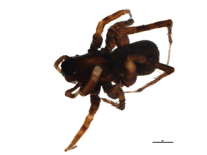  ( - ARACHNO-0066)  @12 [ ] CreativeCommons - Attribution (2009) CBG Photography Group Centre for Biodiversity Genomics