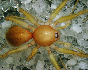  (Dysderina sp. 4 FML - SCC1NFR029)  @13 [ ] CreativeCommons - Attribution Non-Commercial Share-Alike (2010) Facundo M. Labarque Museo Argentino de Ciencias Naturales