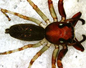  ( - SFB1D9H016)  @13 [ ] CreativeCommons - Attribution Non-Commercial Share-Alike (2010) Facundo M. Labarque Museo Argentino de Ciencias Naturales