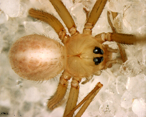  (Anopsicus - SFC1N7L007)  @13 [ ] CreativeCommons - Attribution Non-Commercial Share-Alike (2010) Facundo M. Labarque Museo Argentino de Ciencias Naturales
