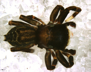  (Euophrys sp. 10 FML - SFC1NBR002)  @13 [ ] CreativeCommons - Attribution Non-Commercial Share-Alike (2010) Facundo M. Labarque Museo Argentino de Ciencias Naturales