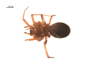  ( - BIOUG00178-C07)  @11 [ ] Copyright  G. Blagoev 2010 Unspecified