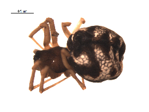  ( - BIOUG00199-D12)  @12 [ ] Copyright  G. Blagoev 2010 Unspecified