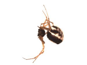  ( - BIOUG00199-E01)  @12 [ ] Copyright  G. Blagoev 2010 Unspecified