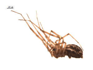 (Incestophantes laricetorum - BIOUG00200-D05)  @13 [ ] Copyright  G. Blagoev 2010 Unspecified