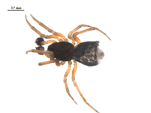  ( - BIOUG36524-A01)  @11 [ ] CreativeCommons - Attribution (2018) G. Blagoev Centre for Biodiversity Genomics