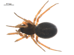  ( - BIOUG36524-A02)  @11 [ ] CreativeCommons - Attribution (2018) G. Blagoev Centre for Biodiversity Genomics