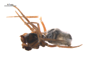  ( - BIOUG36524-A03)  @11 [ ] CreativeCommons - Attribution (2018) G. Blagoev Centre for Biodiversity Genomics