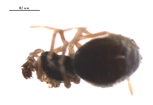  ( - BIOUG36524-C05)  @11 [ ] CreativeCommons - Attribution (2018) G. Blagoev Centre for Biodiversity Genomics