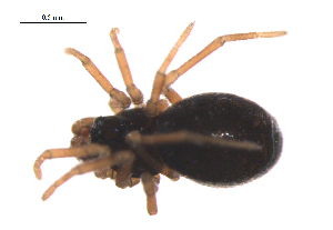  ( - BIOUG36524-C06)  @11 [ ] CreativeCommons - Attribution (2018) G. Blagoev Centre for Biodiversity Genomics