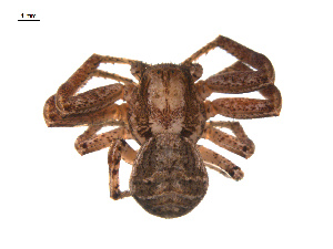  ( - BIOUG12605-B02)  @13 [ ] CreativeCommons - Attribution (2014) G. Blagoev Centre for Biodiversity Genomics