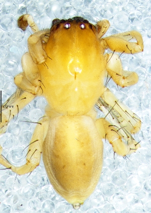  ( - Clsp M1 NCA 2019 267)  @11 [ ] Creative Commons  Attribution Share-Alike (by-sa) (2019) Charles Haddad University of the Free State