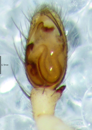  ( - Clsp M1 NCA 2019 267)  @11 [ ] Creative Commons  Attribution Share-Alike (by-sa) (2019) Charles Haddad University of the Free State