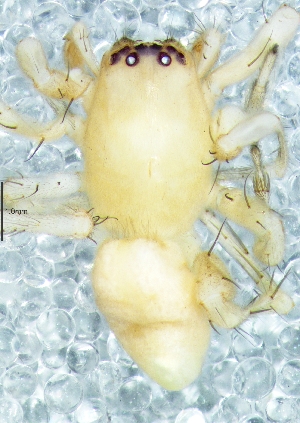  ( - Clsp M2 NCA 2019 267)  @11 [ ] Creative Commons  Attribution Share-Alike (by-sa) (2019) Charles Haddad University of the Free State