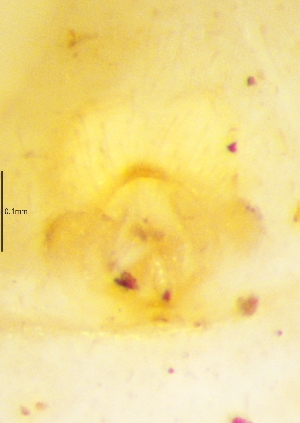  ( - Clsp F2 NCA 2019 267)  @11 [ ] Creative Commons  Attribution Share-Alike (by-sa) (2019) Charles Haddad University of the Free State