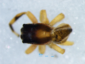  (Icius - Pssp M NCA 2021 28)  @11 [ ] Creative Commons  Attribution Share-Alike (by-sa) (2021) Charles Haddad University of the Free State