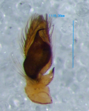  ( - Pssp M NCA 2021 28)  @11 [ ] Creative Commons  Attribution Share-Alike (by-sa) (2021) Charles Haddad University of the Free State