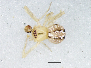  (Theridion proximum - Thpr_NMBA_18912_M)  @11 [ ] Creative Commons  Attribution Share-Alike (by-sa) (2024) Charles Haddad University of the Free State