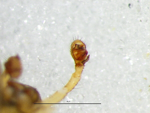  ( - Tysp_NMBA_19246_M2)  @11 [ ] Creative Commons  Attribution Share-Alike (by-sa) (2024) Charles Haddad University of the Free State