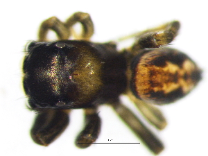  (Euophrys recta - Eure_NMBA_19283_M2)  @11 [ ] Creative Commons  Attribution Share-Alike (by-sa) (2024) Charles Haddad University of the Free State